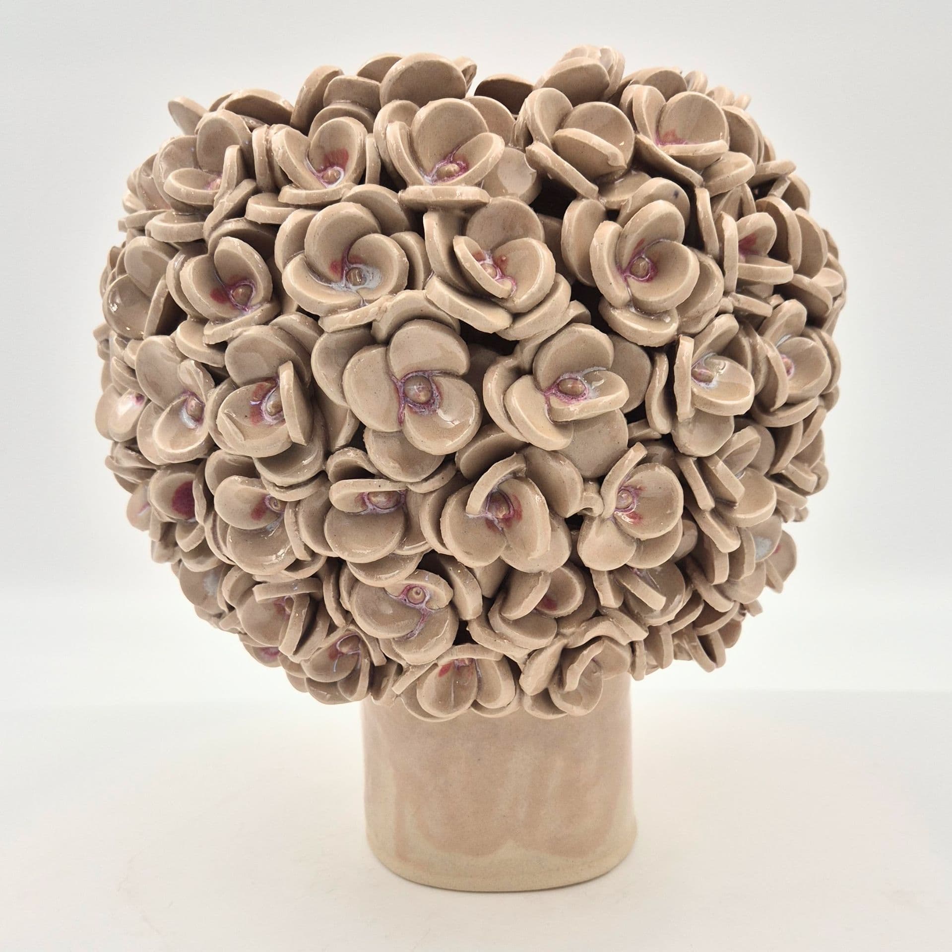 Hortensia - svag rosa - medie 1