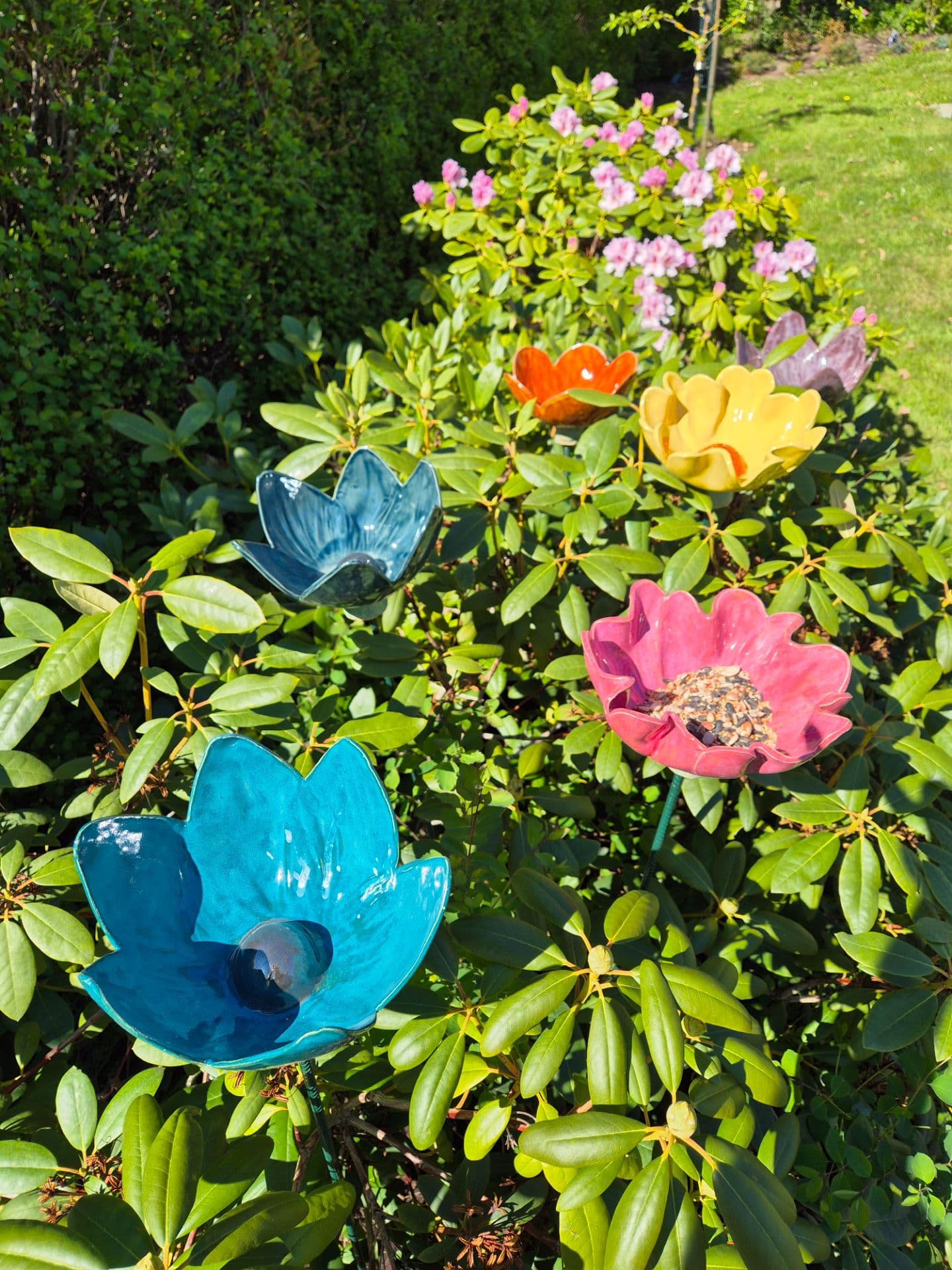 Stor haveblomst - medie 1